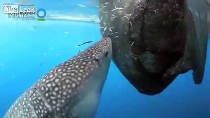 Whale shark sucks fish out of hole in fishing net