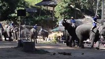 Remarkable Elephants Reveal Their Love of Basketball