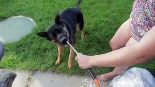 Brave German Shepherd Battles an Air Compressor