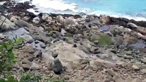 Sneaky Milk Thief Not Sneaky Enough for These Seal Moms