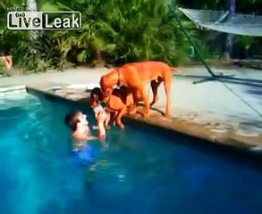 Dog Gets Worried When Owner Goes Underwater And Jumps In To Help