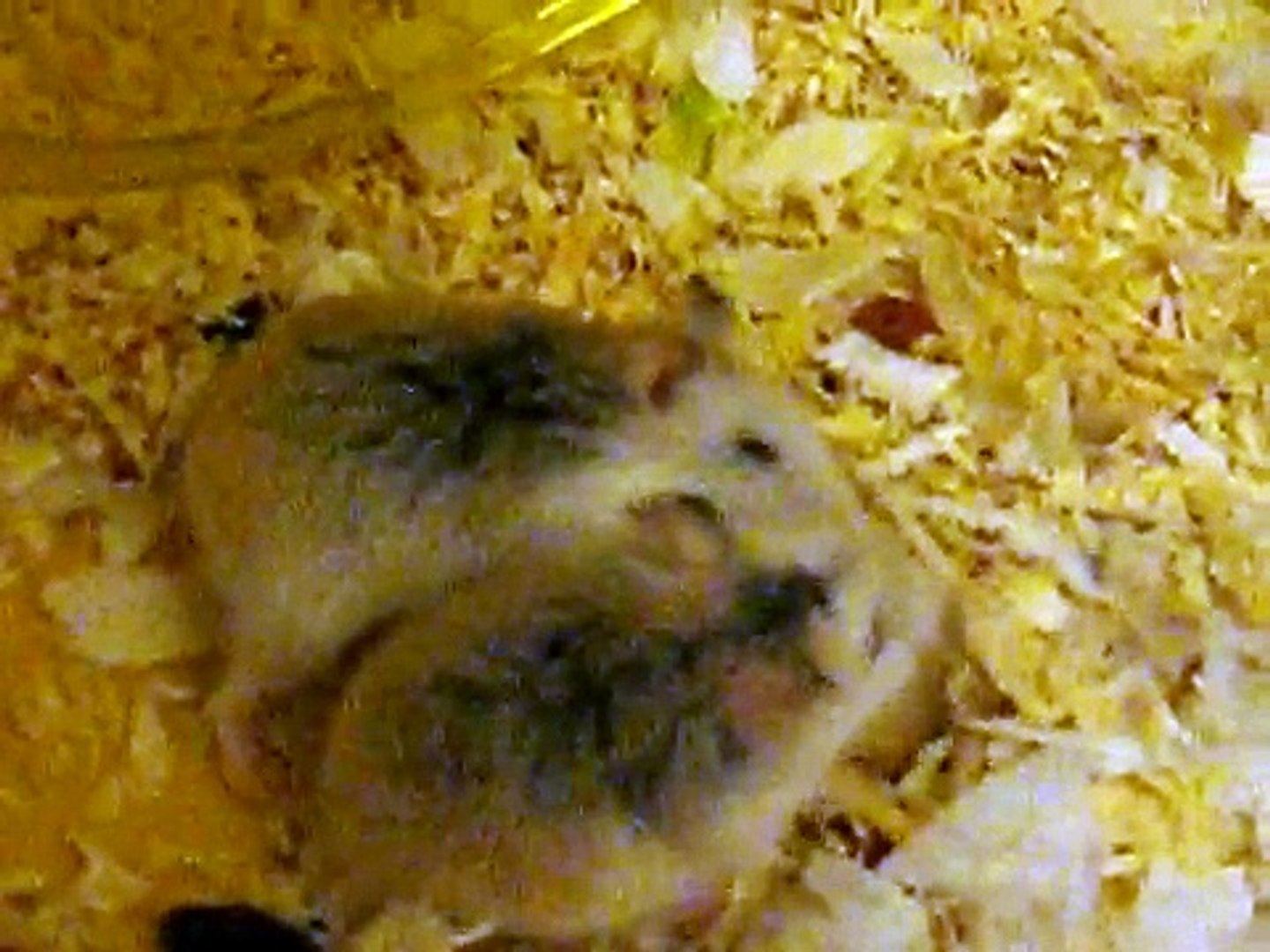 ⁣hamsters fighting