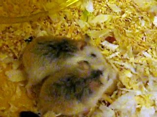 hamsters fighting