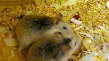 hamsters fighting