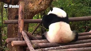 Panda Does the Shuffle