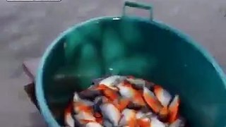 A unique way to catch fish