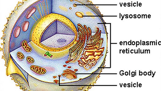what is an animal cell vesicle - video dailymotion
