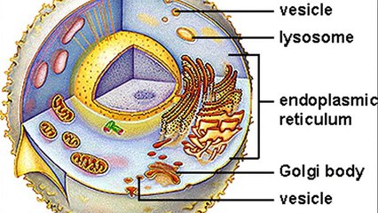 what is an animal cell vesicle