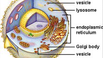 what is an animal cell vesicle