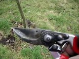 Fruitwise guide to pruning apple trees part 2