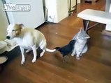 Bird is feeding cat & dog