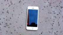 Des fourmis autour d'un iPhone réagissent bizarrement quand il se met à sonner