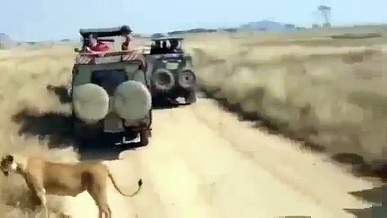 Lion Vs Buffallo #1   Lion Kills Buffalo   Buffalo Vs Lion   Animal Documentary