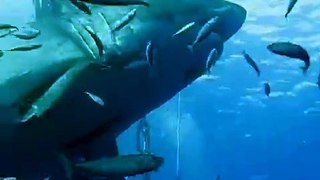 One of the largest Great Whites ever filmed
