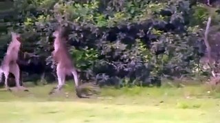 Mad MMA Kangaroo fight (MUST SEE)