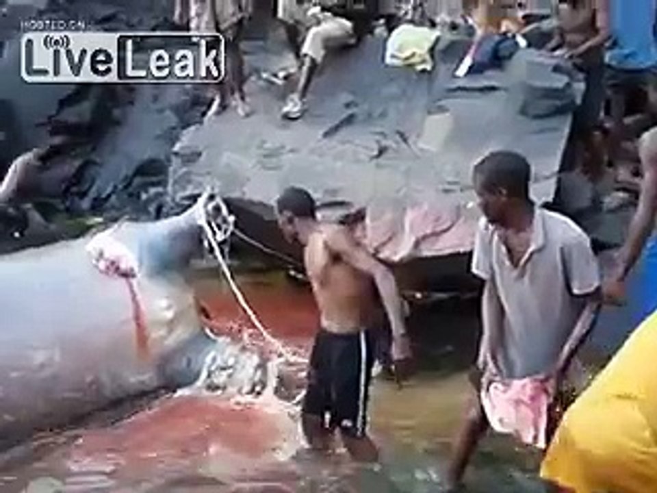 Hippopotamus Steak... anyone?