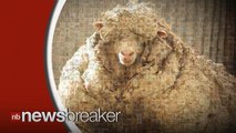 An Australian Sheep Sets Unofficial World Record Shedding 89 Pounds of Wool