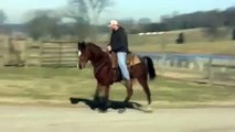 Kid, Bay Tennessee Walking Horse Gelding