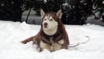 Snow storm and Siberian Husky