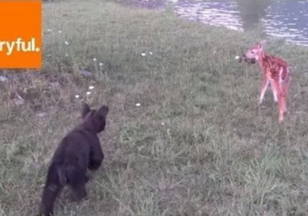 Cute Fawns Go Hiking With Bear Cubs
