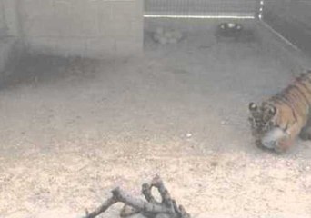 Tiger Cub Plays With a Rugby Ball