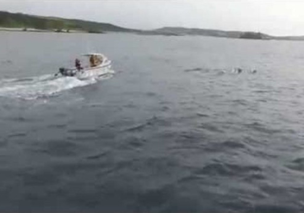 Dolphin Pod's Fun Off Irish Coast Captured by Drone