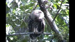 owl documentary national geographic - World's Deadliest - wildlife #1