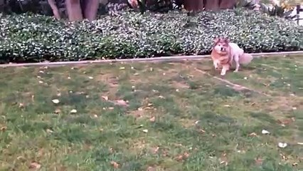 Stains the Lion Dog Stalks His Prey