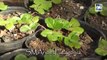Multiplicación de frutillas por estolones - Vivero Ecoplant - Jardines y Huertas