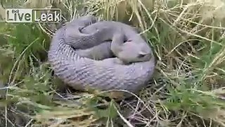 Man finds snake pit while hiking