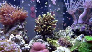 25G Clownfish Aquarium [Update 5]