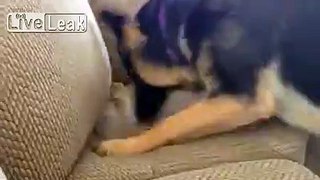 Dog Buries Bone in Couch