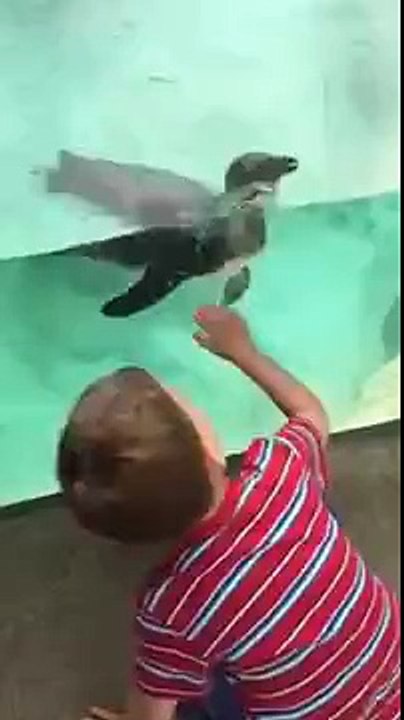Playful Penguin P-P-P-Picks Up a Pal