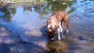 Dog likes to play in water!!!