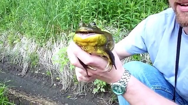 33 screaming frogs