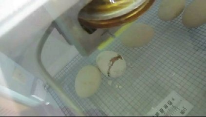 Naissance d'un poussin Chanteclerc le 15 Août 2015