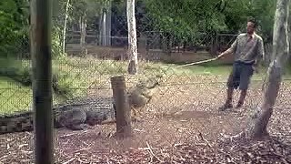 Croc Near Miss On Handler