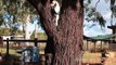 Goats and Piglets Love Life at Australian Farm Sanctuary