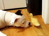 Funny duck - Cute dog licks a cute duckling