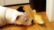 Funny duck - Cute dog licks a cute duckling