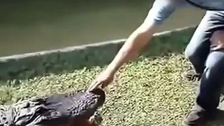 Never tease an alligator!