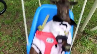 Nigerian Dwarf Goat Has Fun in the Springtime Sun