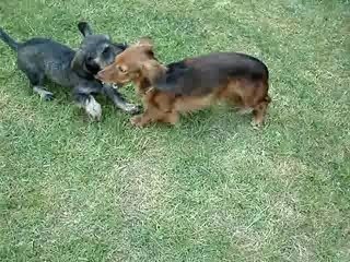 Bambou et Baïla le 19 avril 2007 020