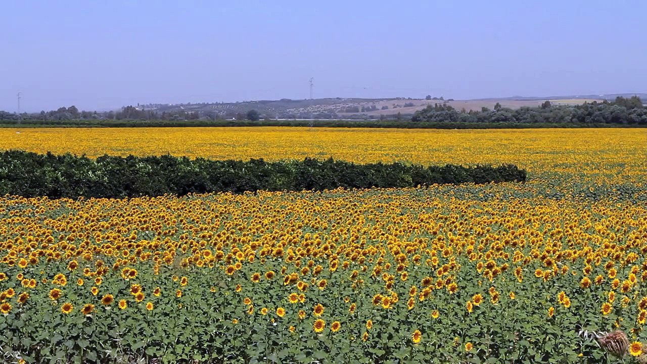 Sunflowers 3