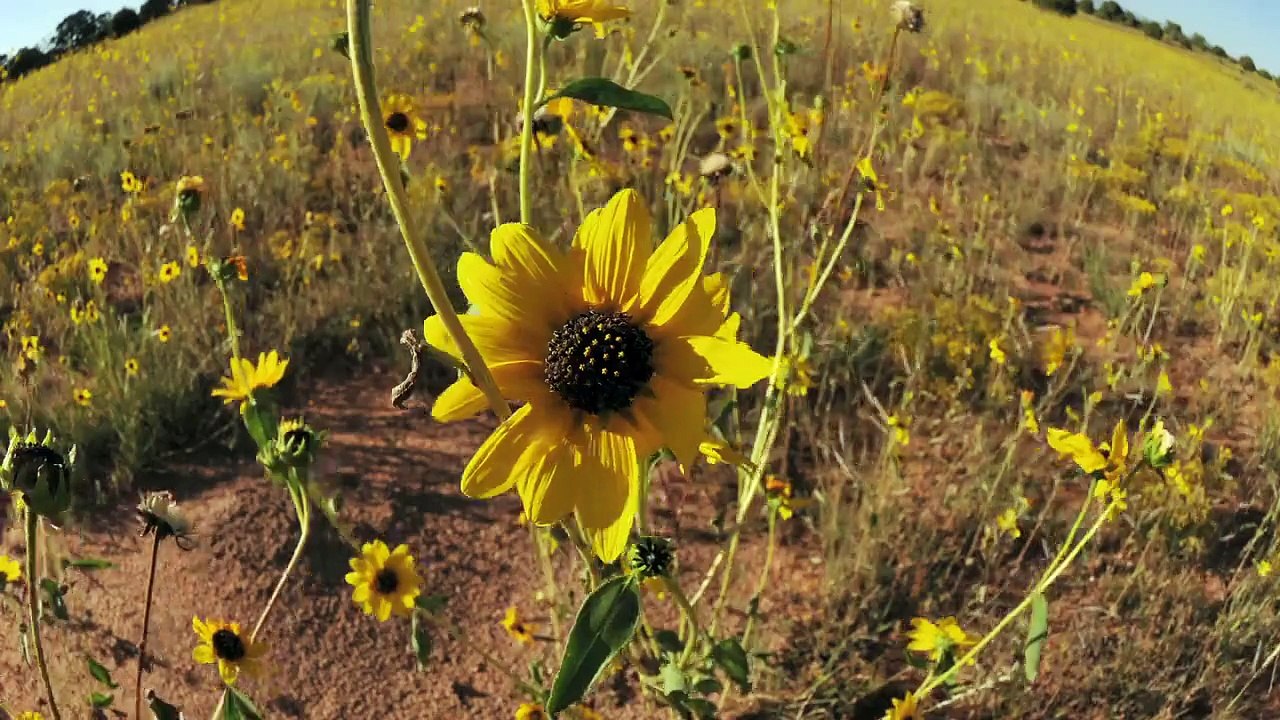 Sunflowers