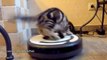 Roomba Cats Compilation ~Funny Videos~