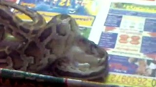 my burmese python baby eat mouse