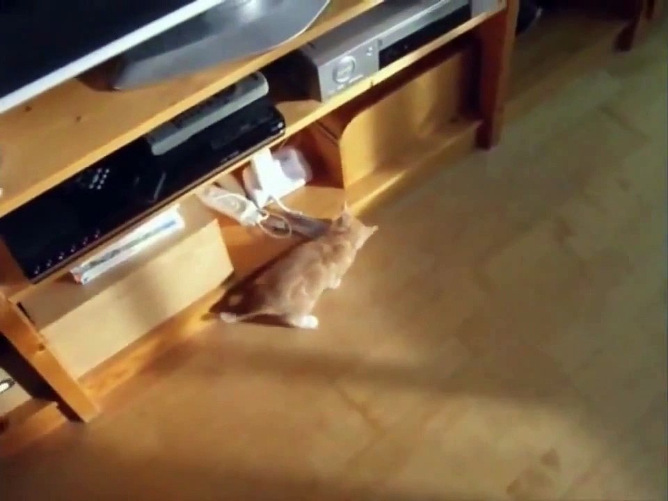 Смешные коты Funny Videos 2014 Funny Cat Videos Ever   Funny Animals Funny Fails 2014 20