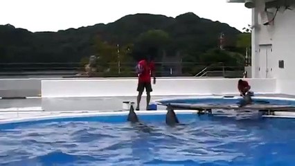 Dolphins Play Catch with Each Other