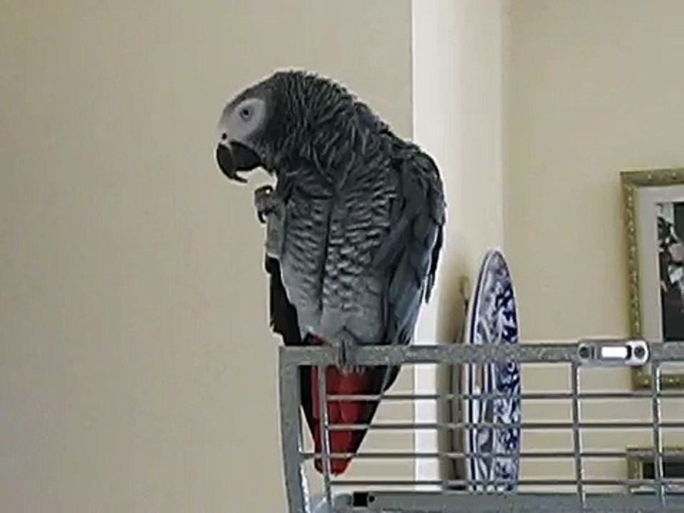 Chico the parrot dancing to Poker Face